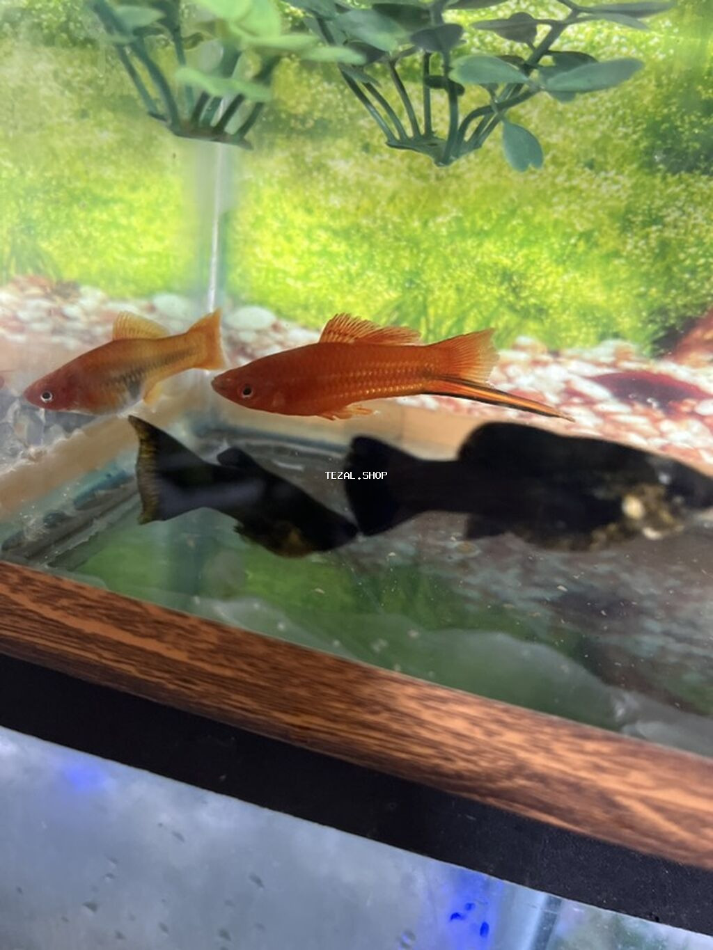 Meçenos balığı, Sülhsevər