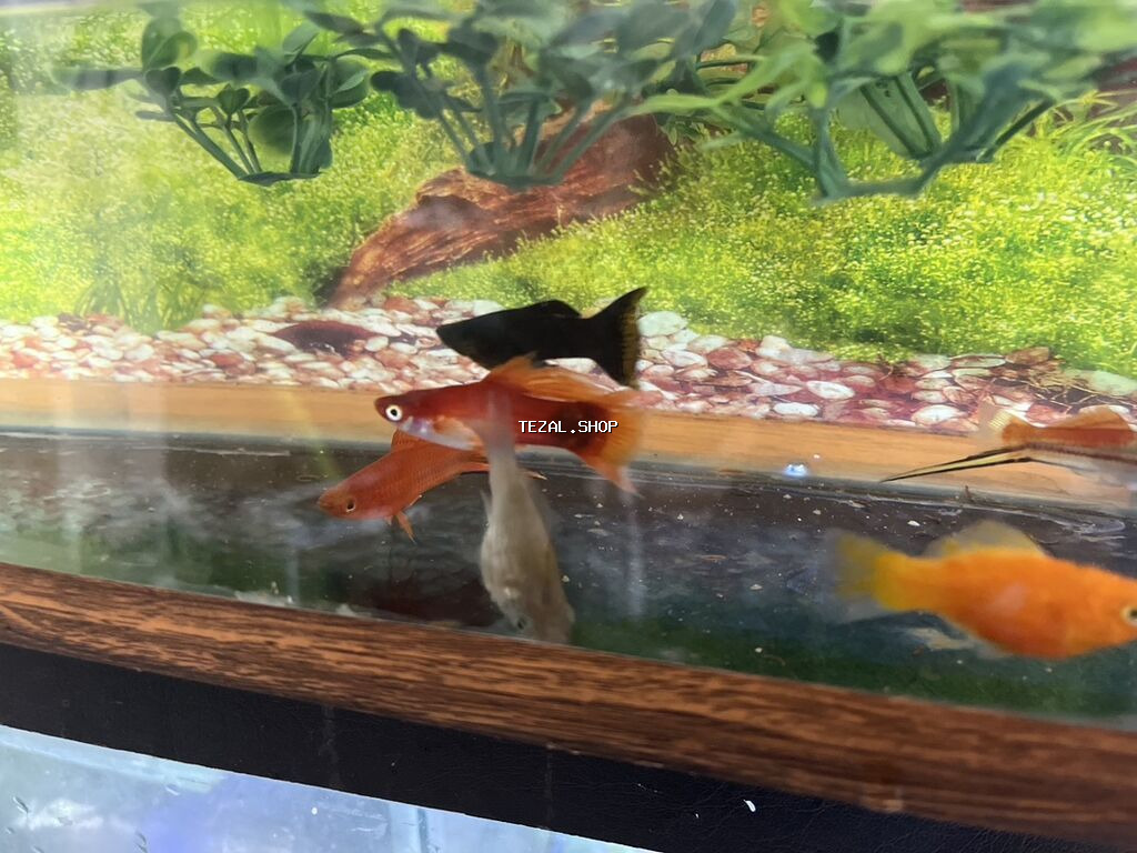 Meçenos balığı, Sülhsevər - şəkil 2