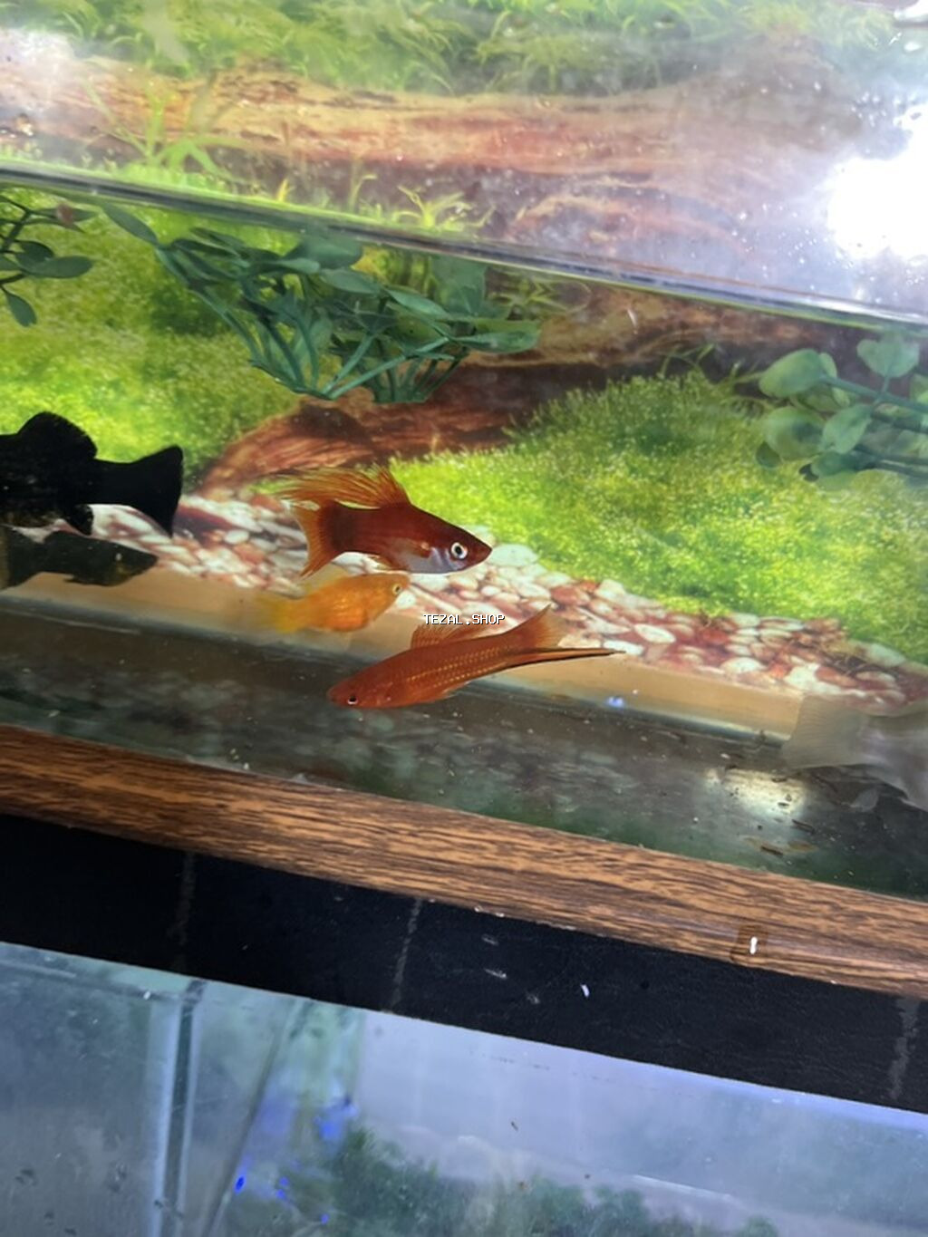 Meçenos balığı, Sülhsevər - şəkil 3