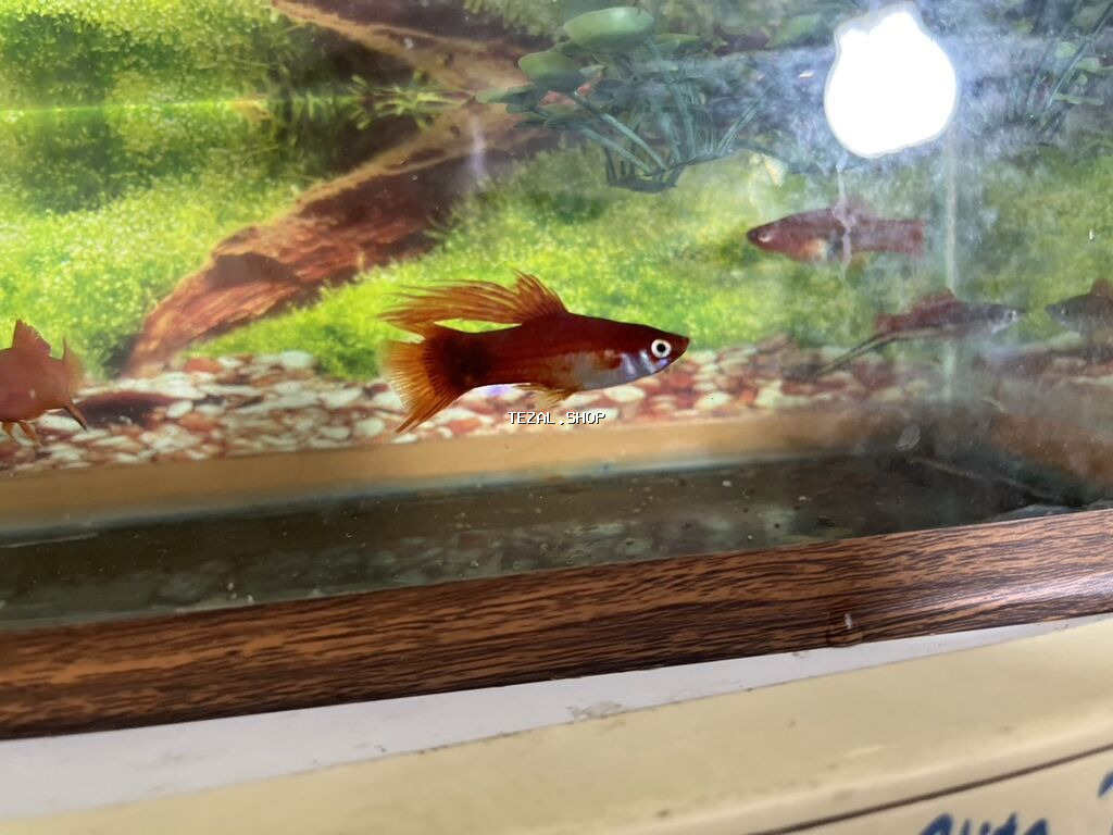 Meçenos balığı, Sülhsevər - şəkil 4