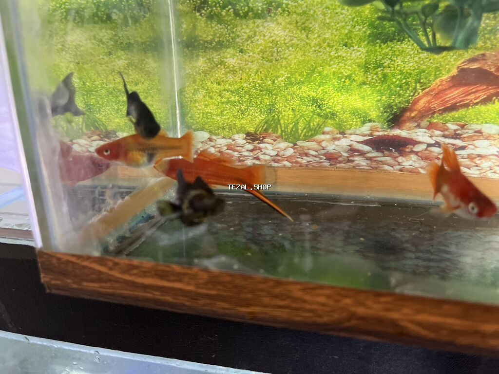 Meçenos balığı, Sülhsevər - şəkil 5