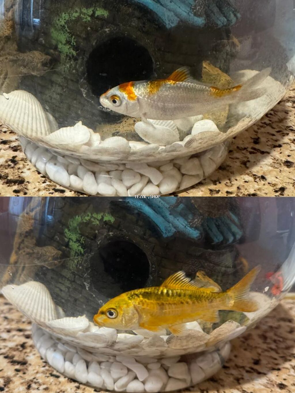 Koi, Sülhsevər, Ödənişli çatdırılma