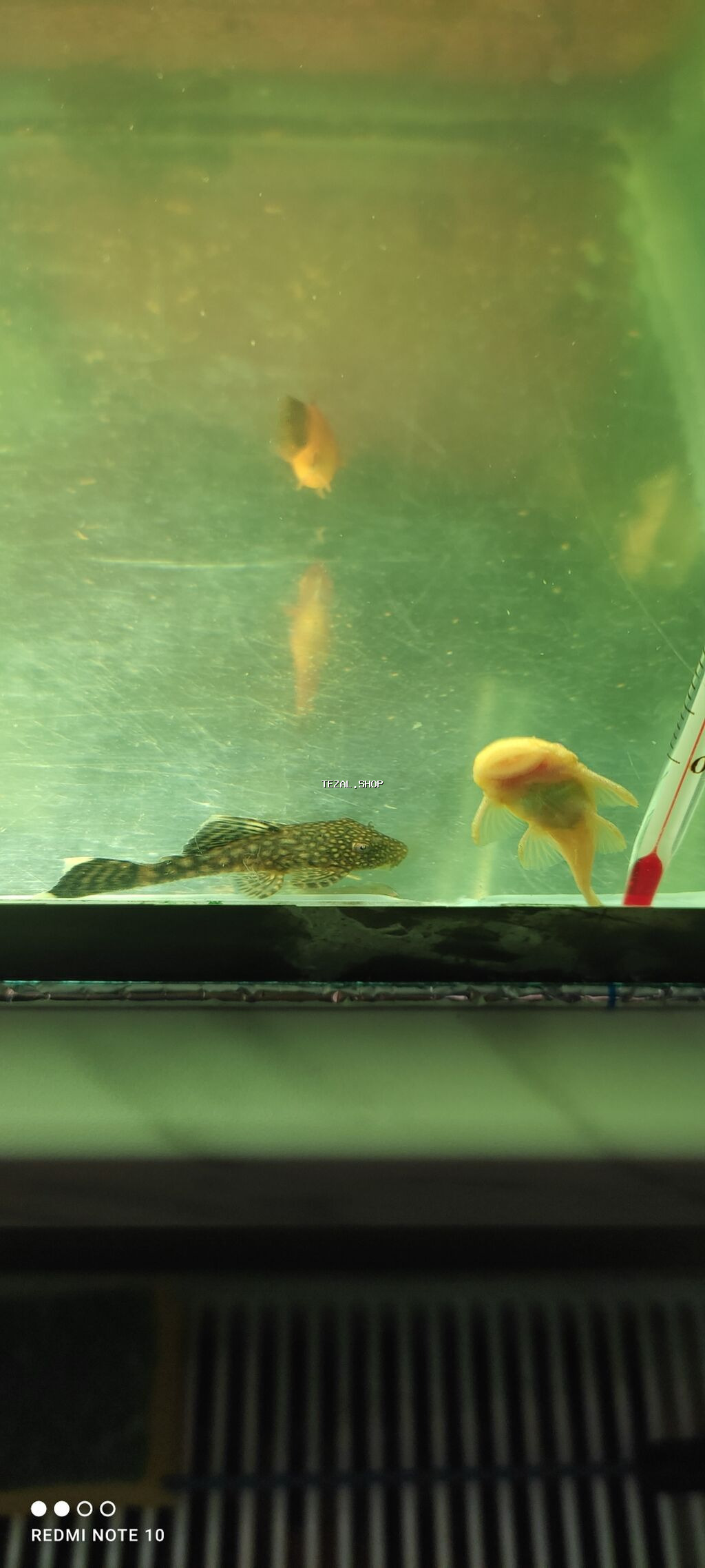 Ansistrus, Sülhsevər, Ünvandan götürmə