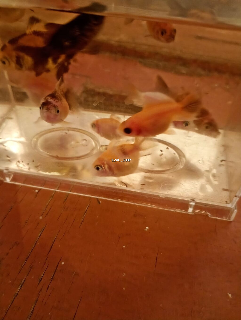 Qızıl balıq, Sülhsevər