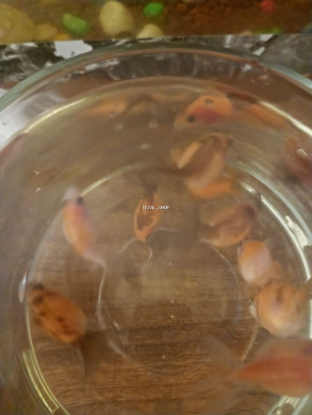 Qızıl balıq, Sülhsevər - şəkil 3