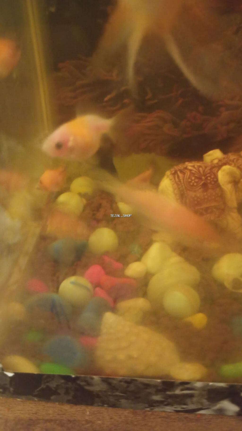 Qızıl balıq, Sülhsevər - şəkil 4