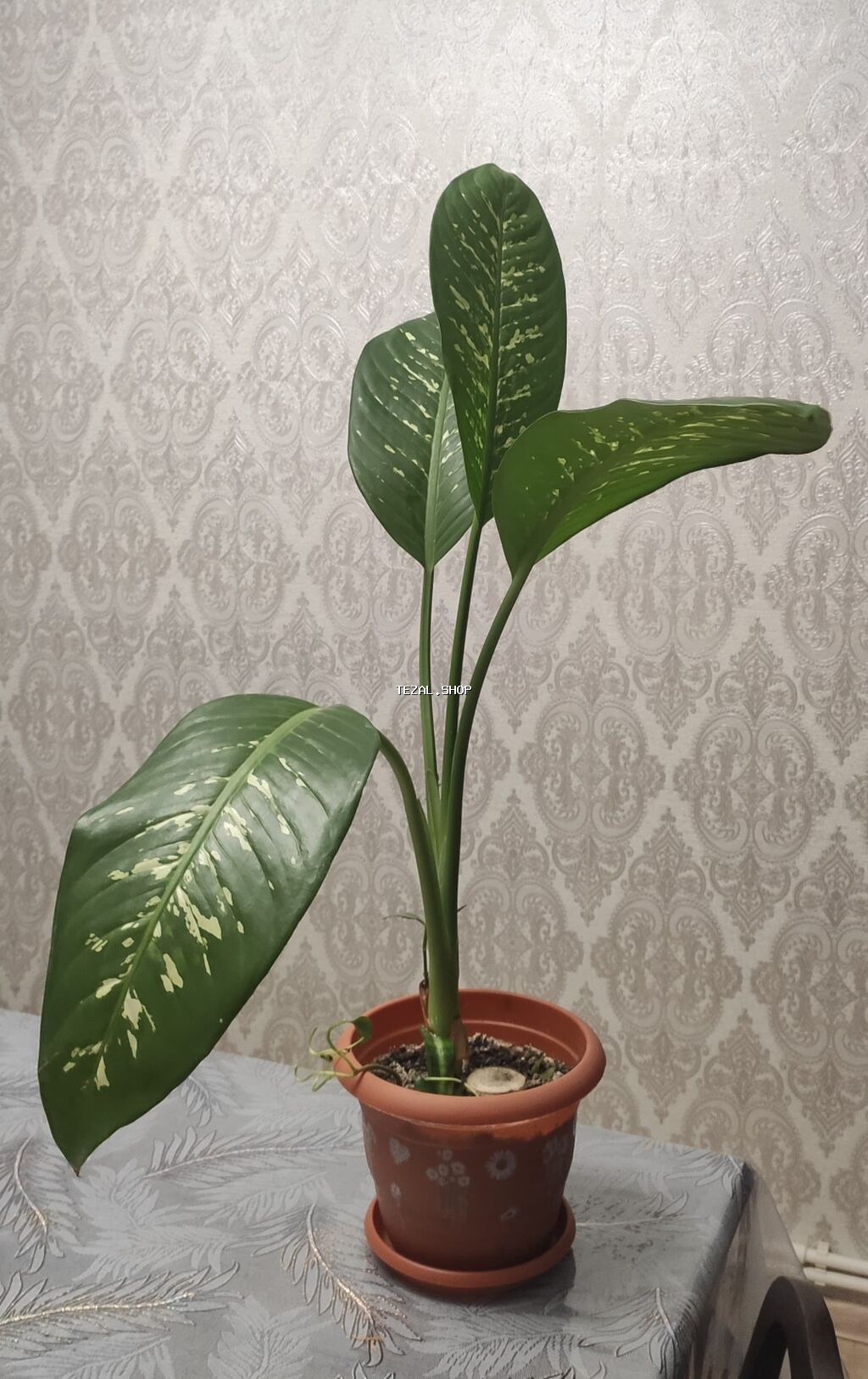 Dieffenbaxiya (Dieffenbachia) otaq bitkisi - Növlü naxışlı, iri və