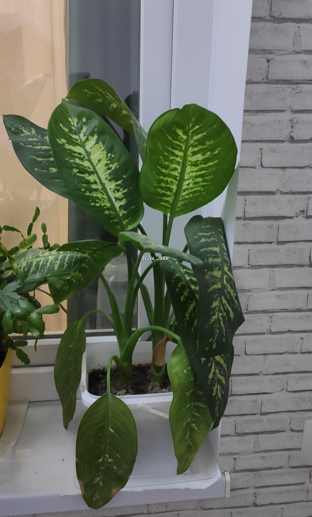 Dieffenbachia (difffenbaxiya) otaq bitkisi - Növ: Dieffenbachia