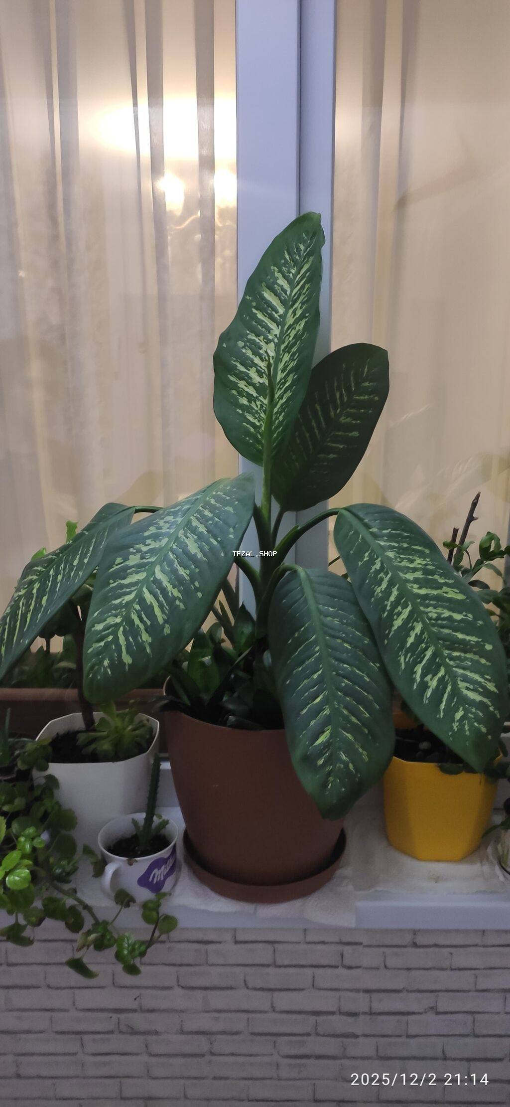 Dieffenbachia – dekorativ yarpaqlı otaq bitkisi - Növ: Dieffenbachia