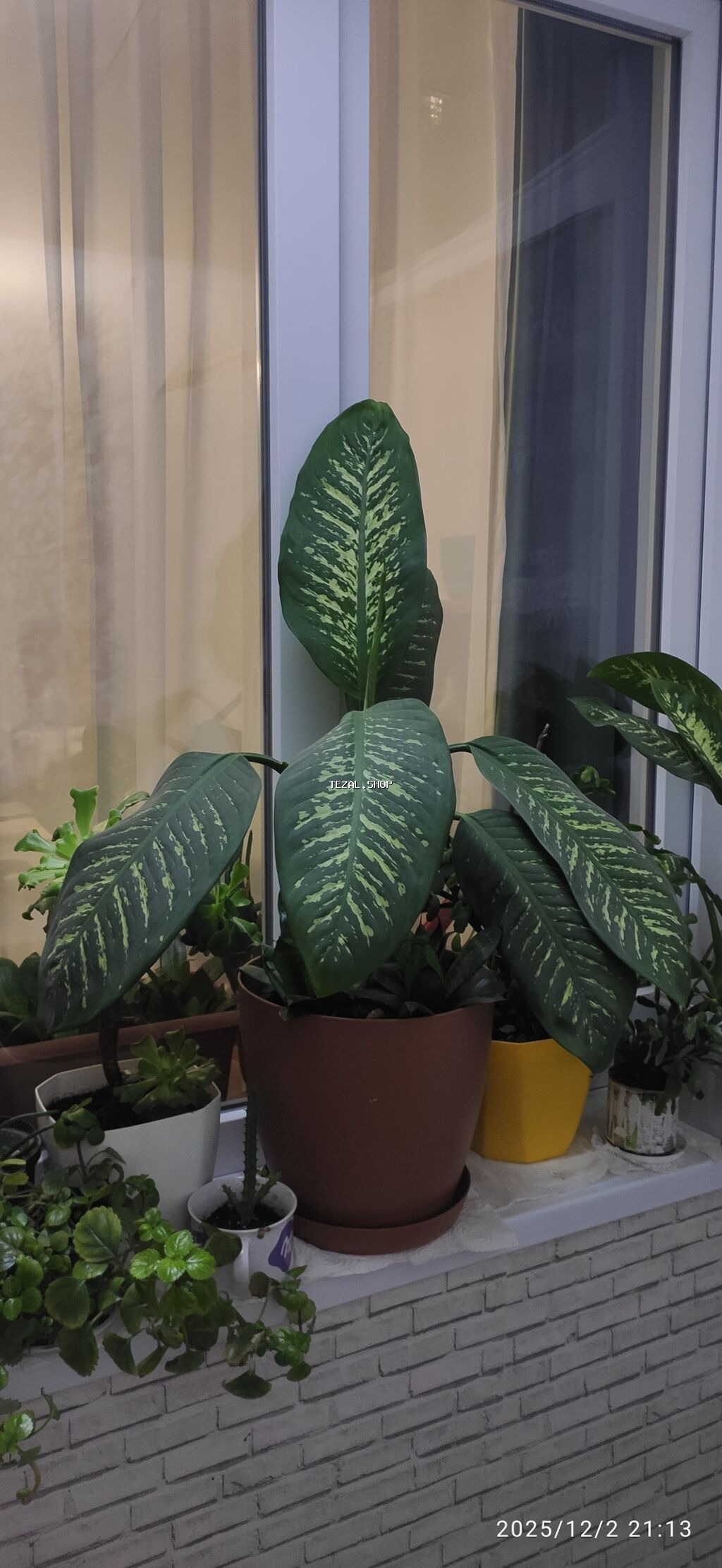 Dieffenbachia – dekorativ yarpaqlı otaq bitkisi - Növ: Dieffenbachia - şəkil 2