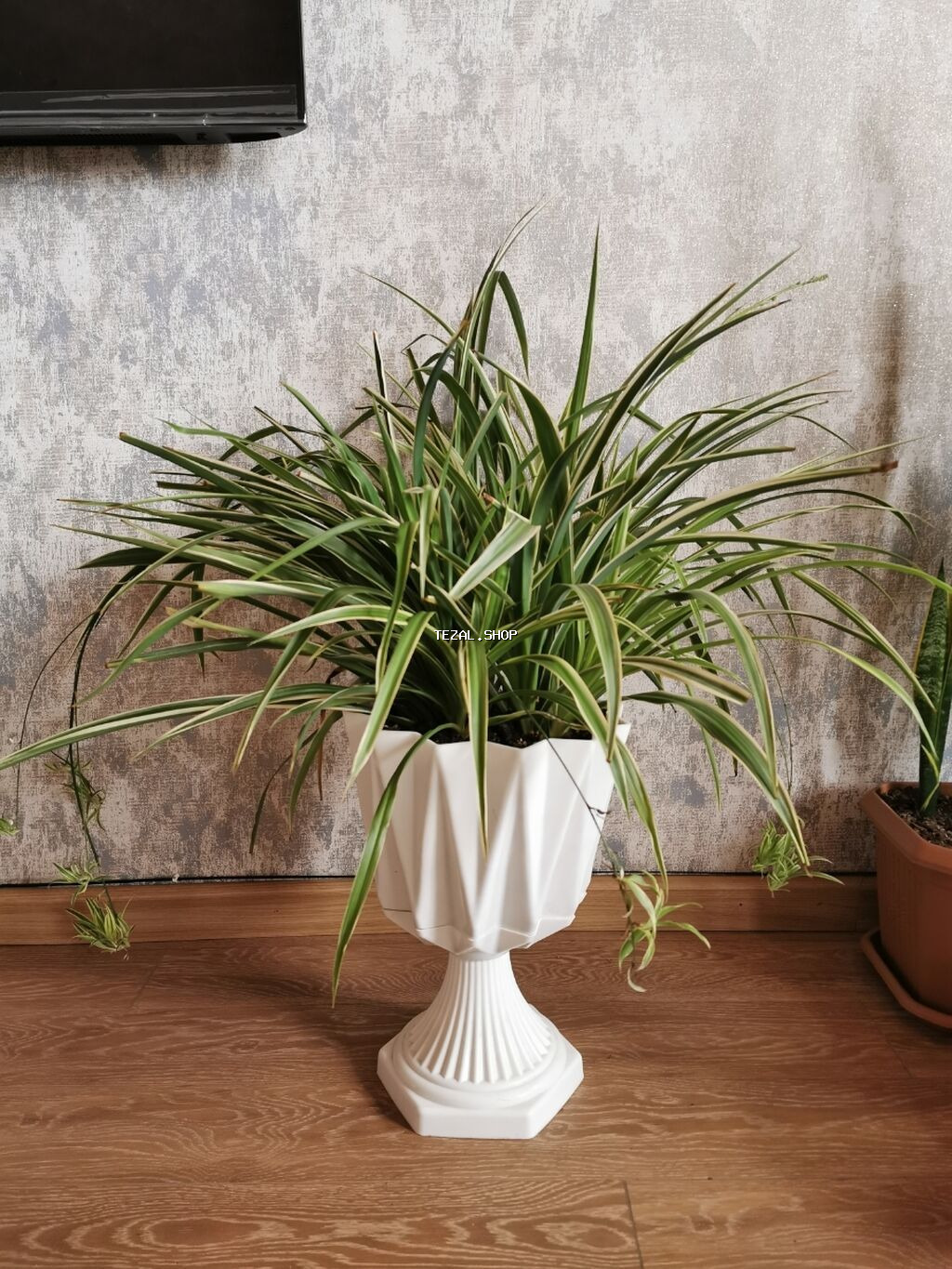 Xlorofitium - qabla birlikdə satılır. Sağlam bitkidir, ümumi boyu