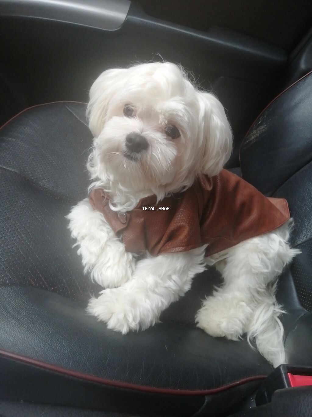 Kimin ev heyvani dayesine ehtiyacı varsa səviyyəli şəkildə təmiz sevgi