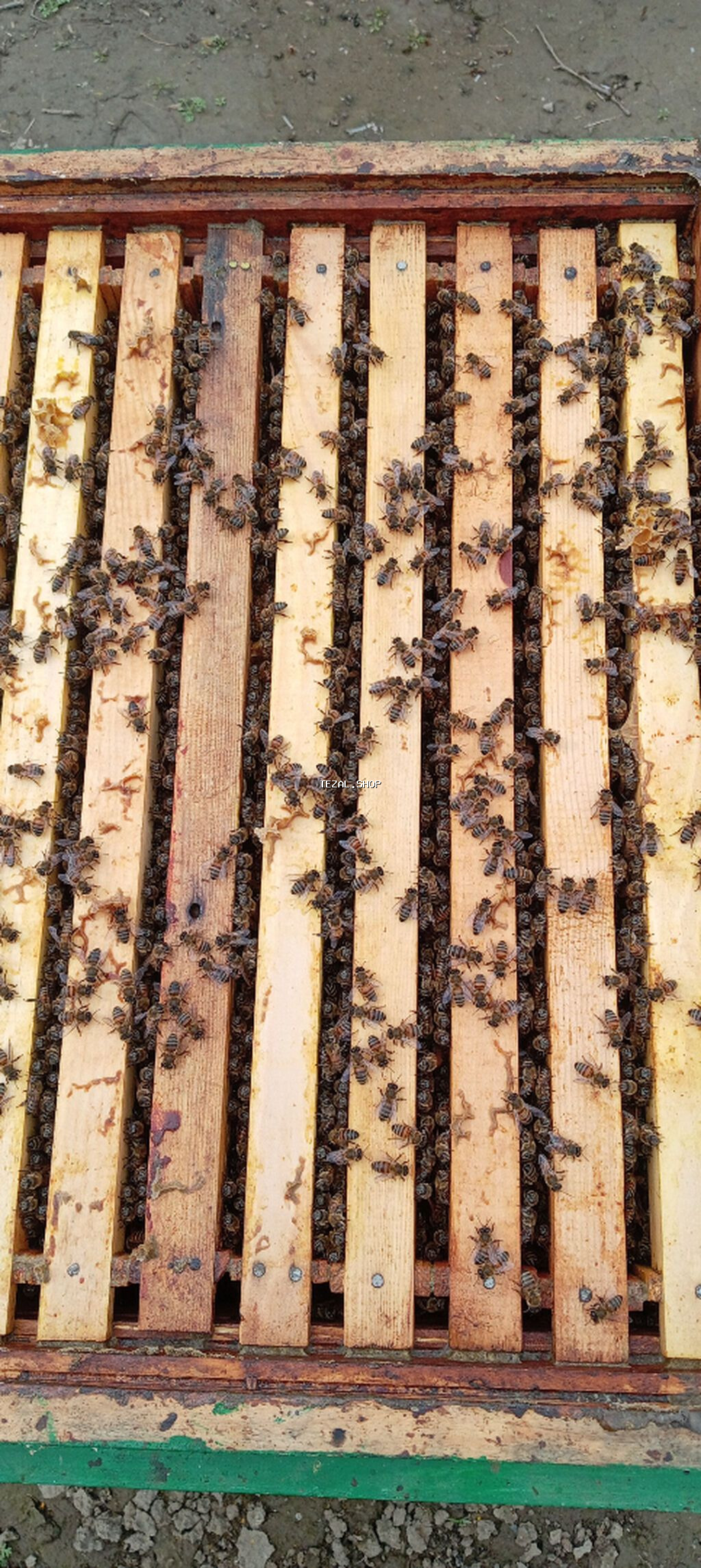 30 yeşi̇k arı ailəsi satışdadır Bakvast və Karnika cinsləridir 23-lük