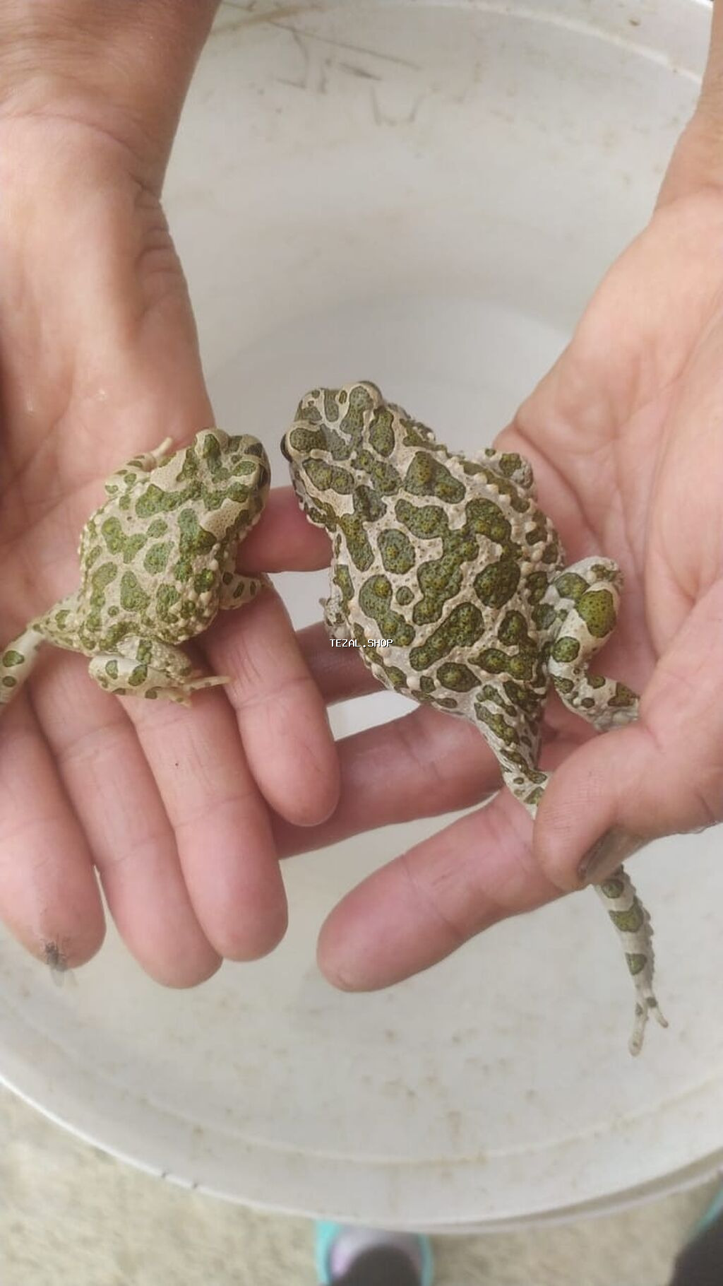 Qurbağalar tam sağlamdır zob xəstəlikləri və təcrübə üçün yararlıdır