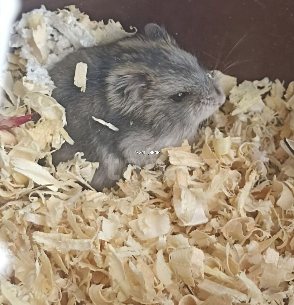 1 aylıq erkək cunqarik satılır. Kiçik məkanlara uyğun, sakit, baxımlı - şəkil 2