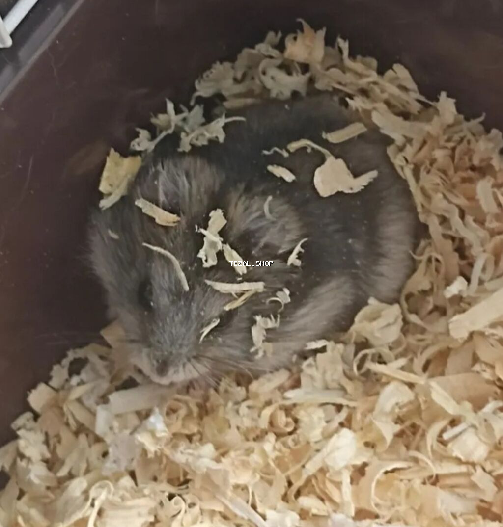 1 aylıq erkək cunqarik satılır. Kiçik məkanlara uyğun, sakit, baxımlı - şəkil 3