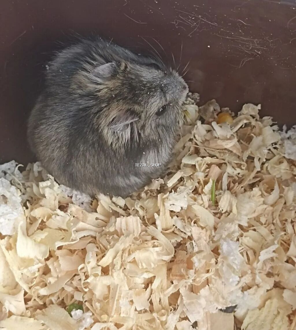 1 aylıq erkək cunqarik satılır. Kiçik məkanlara uyğun, sakit, baxımlı - şəkil 4