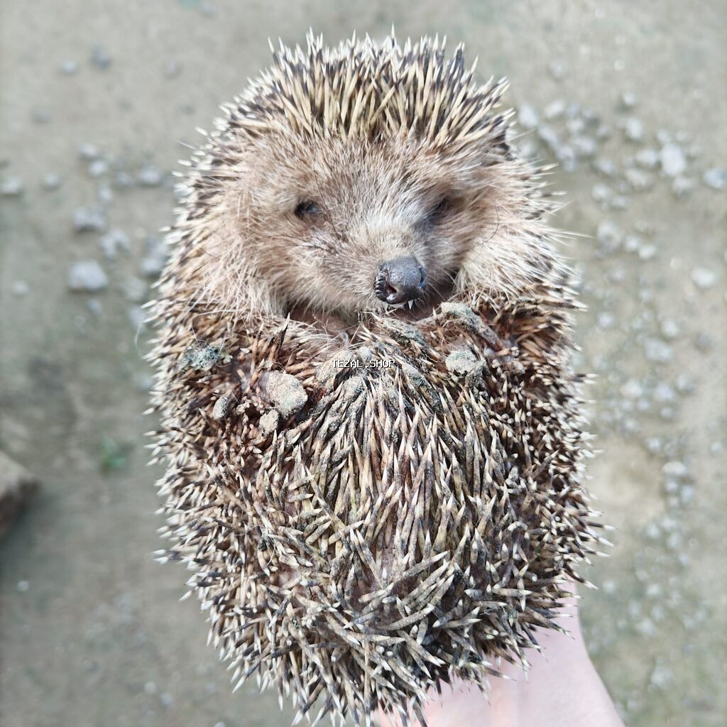 Kirpi – bağ üçün zərərvericilərə qarşı təbii “mühafizəçi” - Gecə