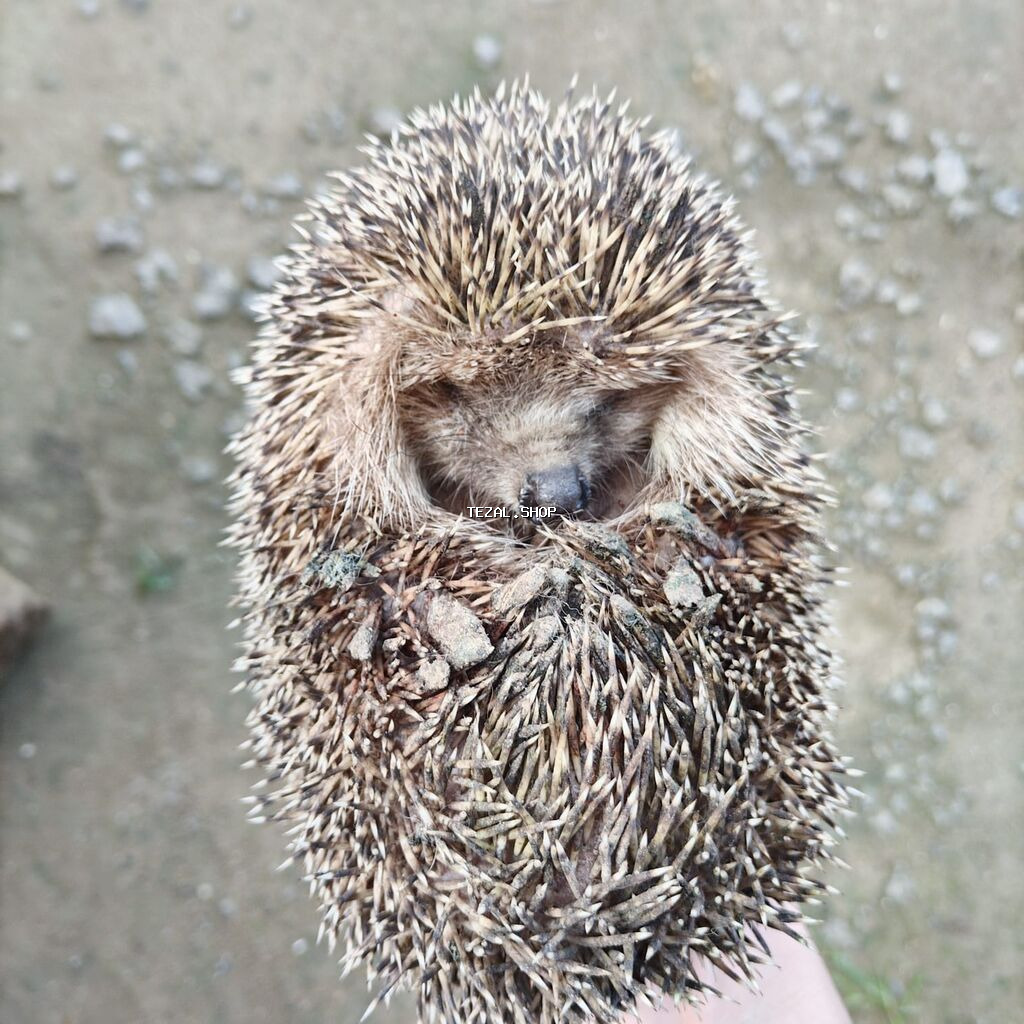 Kirpi – bağ üçün zərərvericilərə qarşı təbii “mühafizəçi” - Gecə - şəkil 2