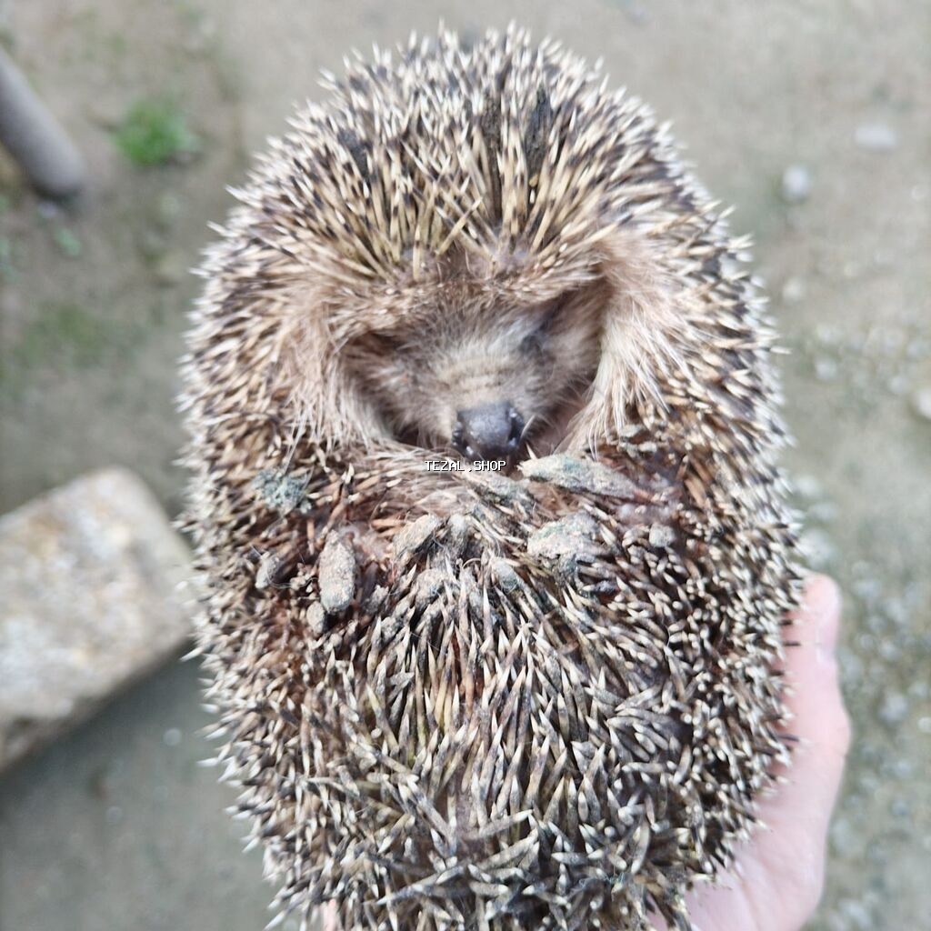 Kirpi – bağ üçün zərərvericilərə qarşı təbii “mühafizəçi” - Gecə - şəkil 3