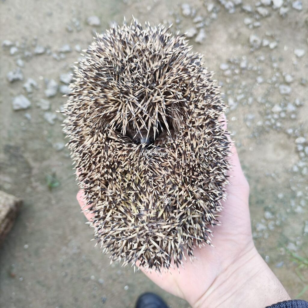 Kirpi – bağ üçün zərərvericilərə qarşı təbii “mühafizəçi” - Gecə - şəkil 4