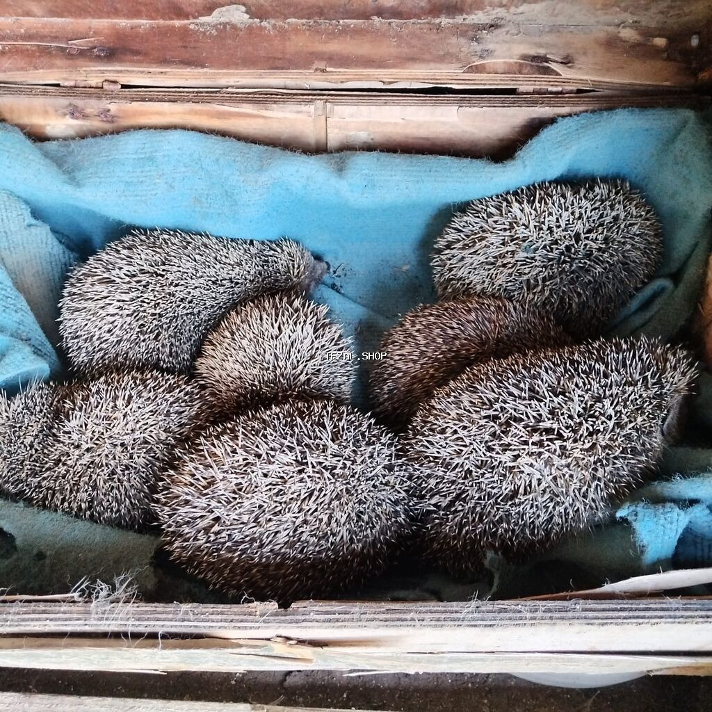 Kirpi – bağ üçün zərərvericilərə qarşı təbii “mühafizəçi” - Gecə - şəkil 5