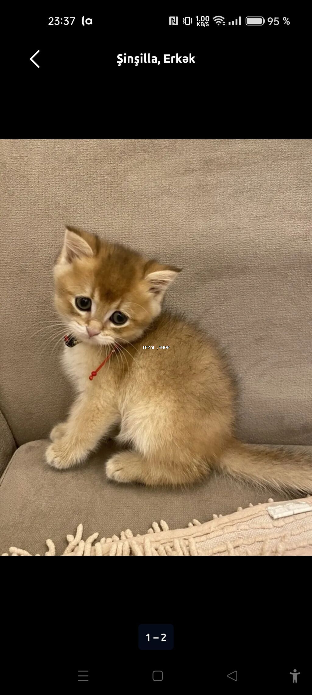 Britan Qold qızılı Şinsilla, erkək balası 1ayliqdi quma oyresib. -