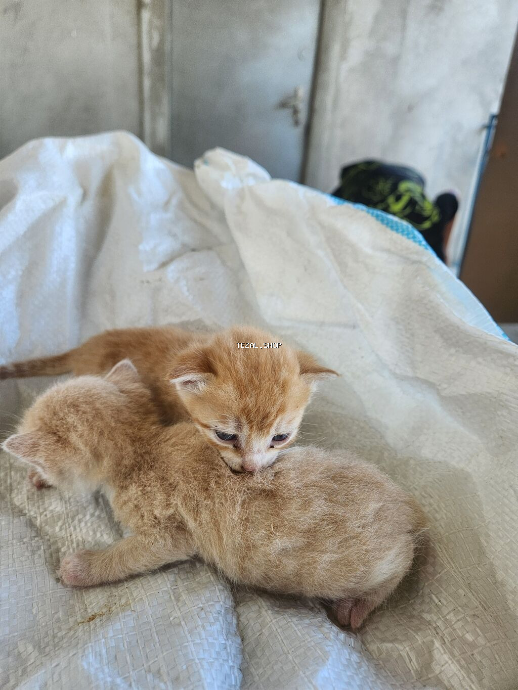 20 gunluk piwik balasi pulsuz verilir yaxwi ellere kim istese gelib