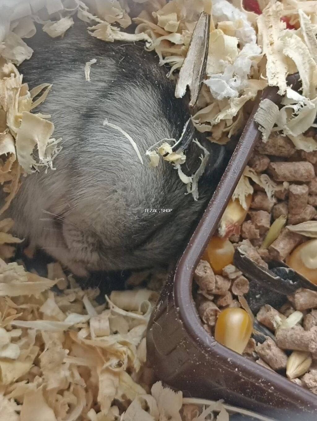 Djungar hamster (cücə xomyak) – boz-qara rəng çalarları, sıx və parlaq