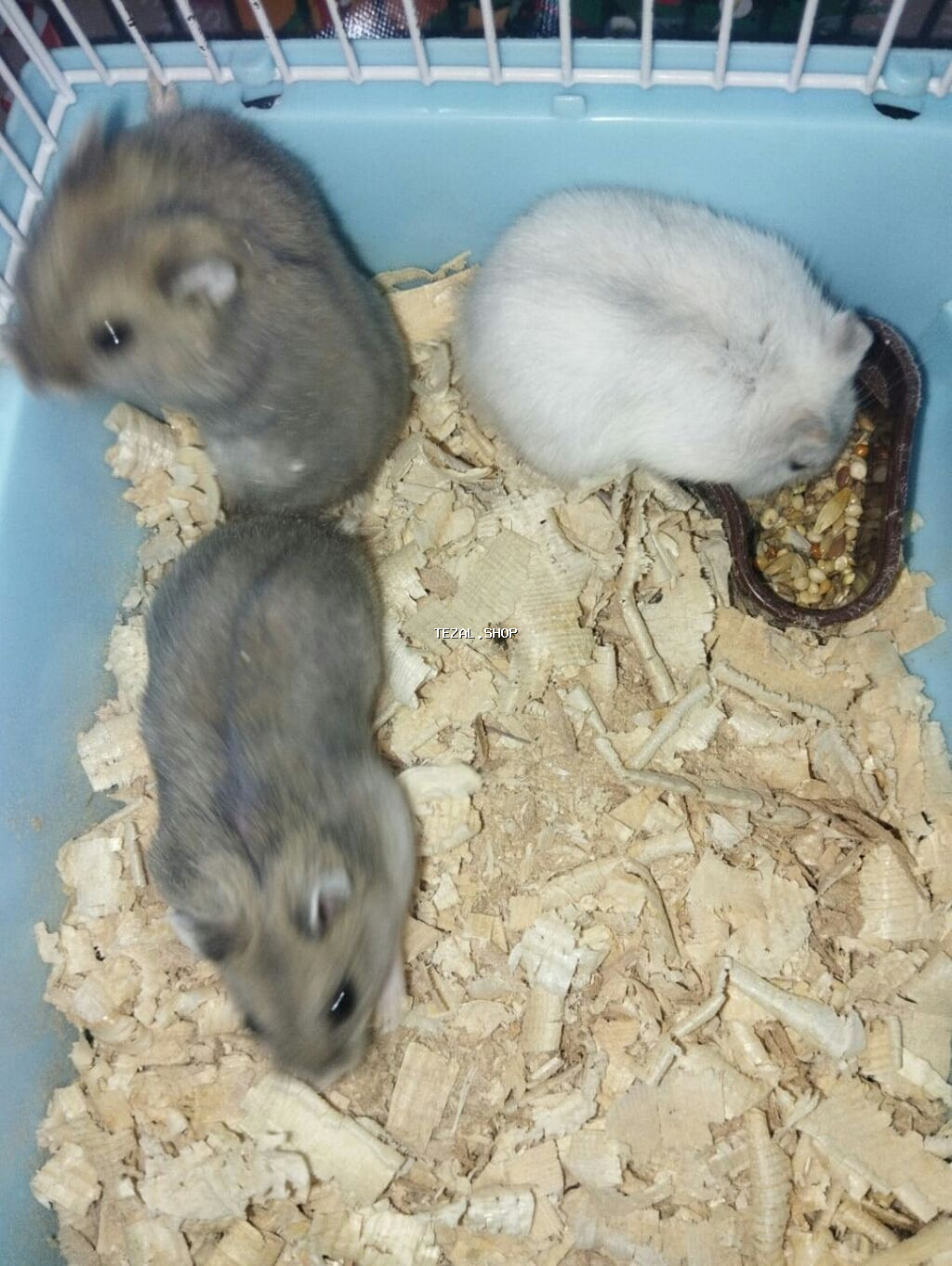 Shekilleri cevirin 1 eded xamyak qefesle birge 18 azn Xamyaklar - şəkil 4