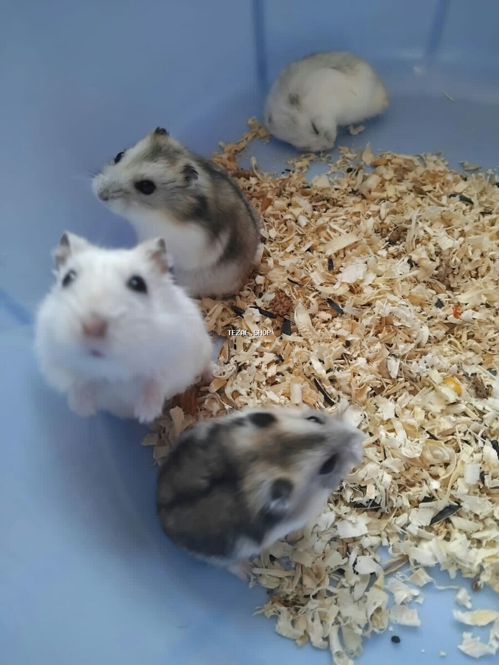 Xamyaklar dağ sicanlari satilir qaralar 1 ededi 3 azn Cox götürene 1