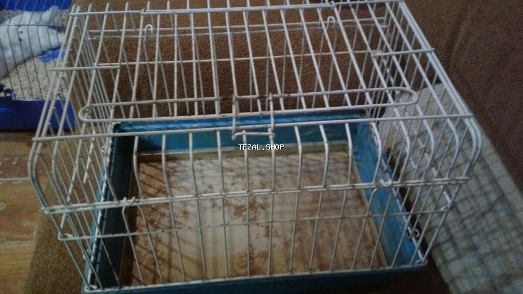 Xamyaklar dağ sicanlari satilir qaralar 1 ededi 3 azn Cox götürene 1 - şəkil 2