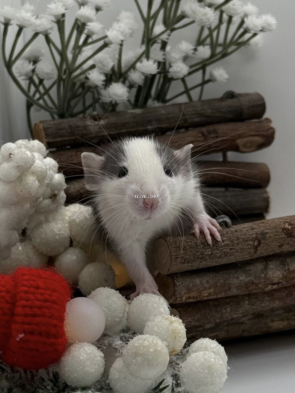 Продаются декоративные крысята❤️ Предлагаются к продаже декоративные