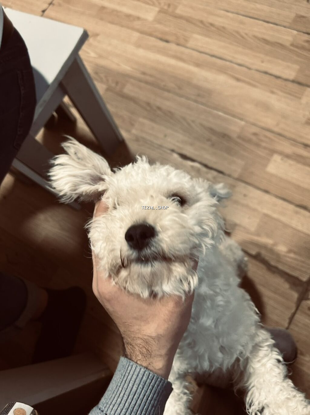 Pudel, 5 ay, Dişi, Ünvandan götürmə