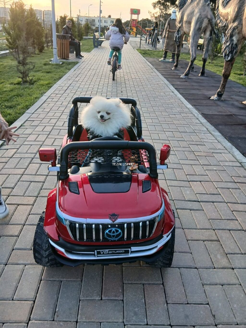 Şpitz, 1 il, Erkek, Peyvəndli