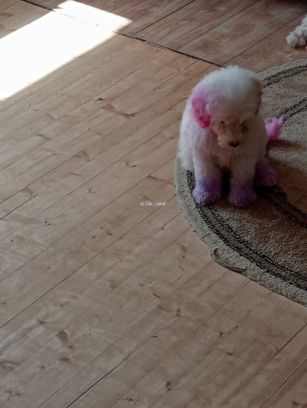 Pudel, 5 ay, Erkek - şəkil 2