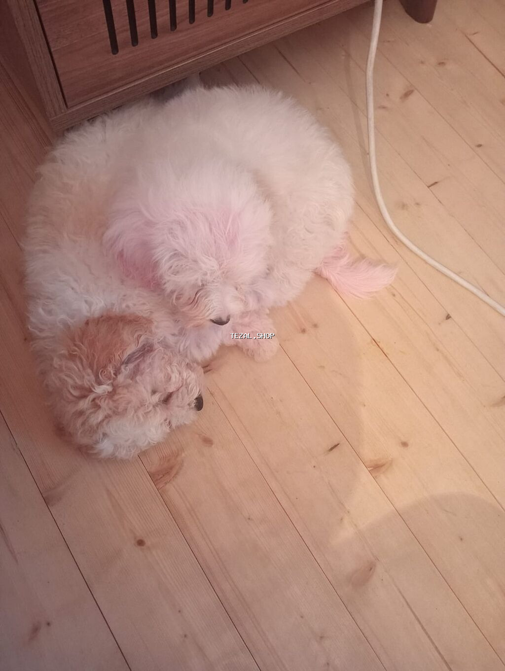 Pudel, 5 ay, Erkek - şəkil 3