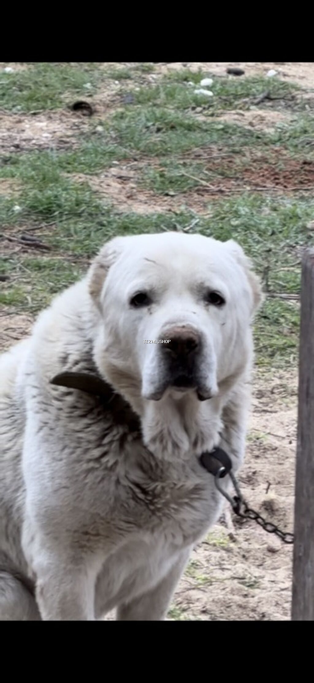 Alabay, 2 il, Erkek, Peyvəndli, Ünvandan götürmə