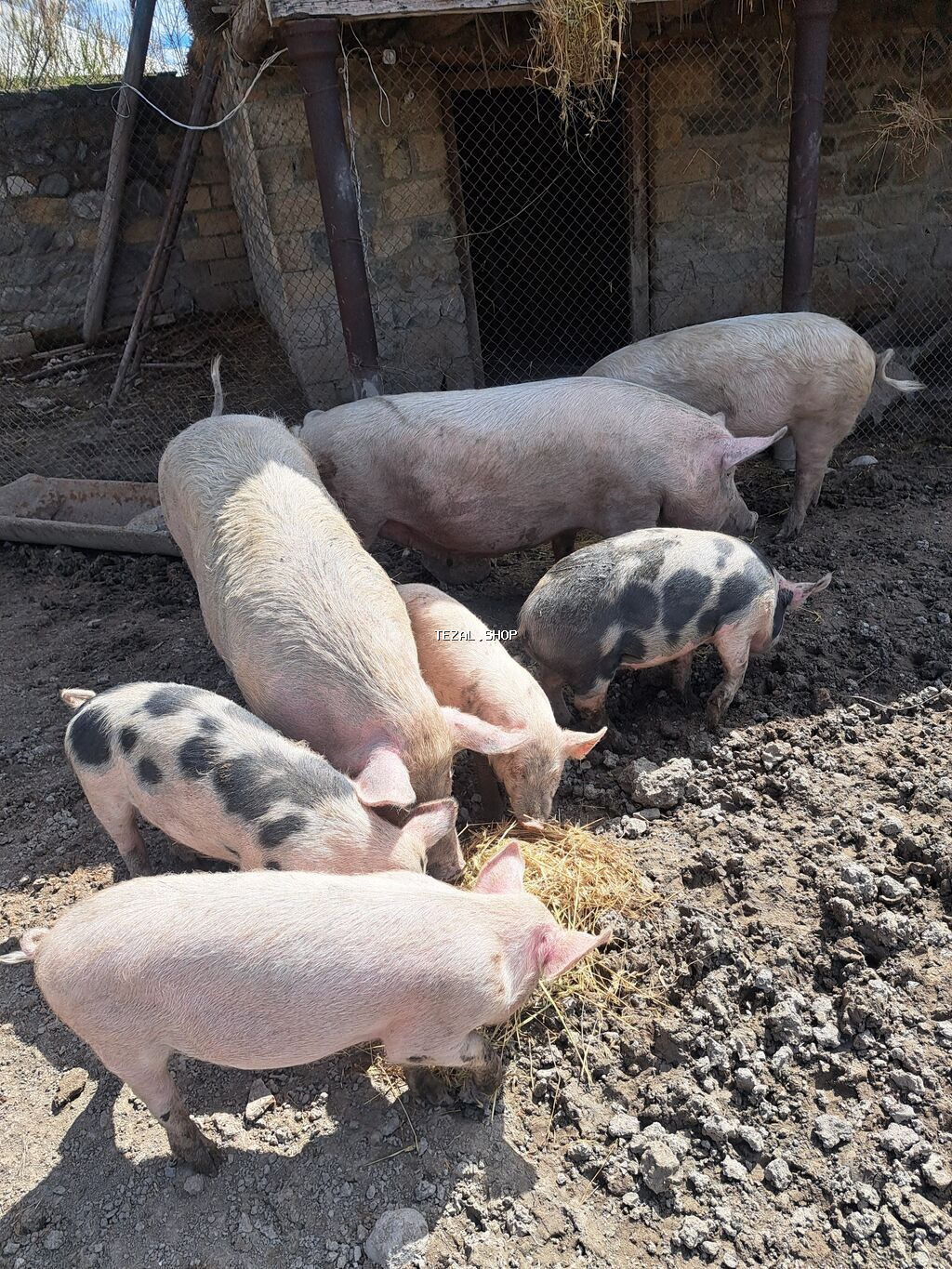 Məhsul: Donuzlar (böyüklər və balalar) Təsvir: - Şəkillərdə