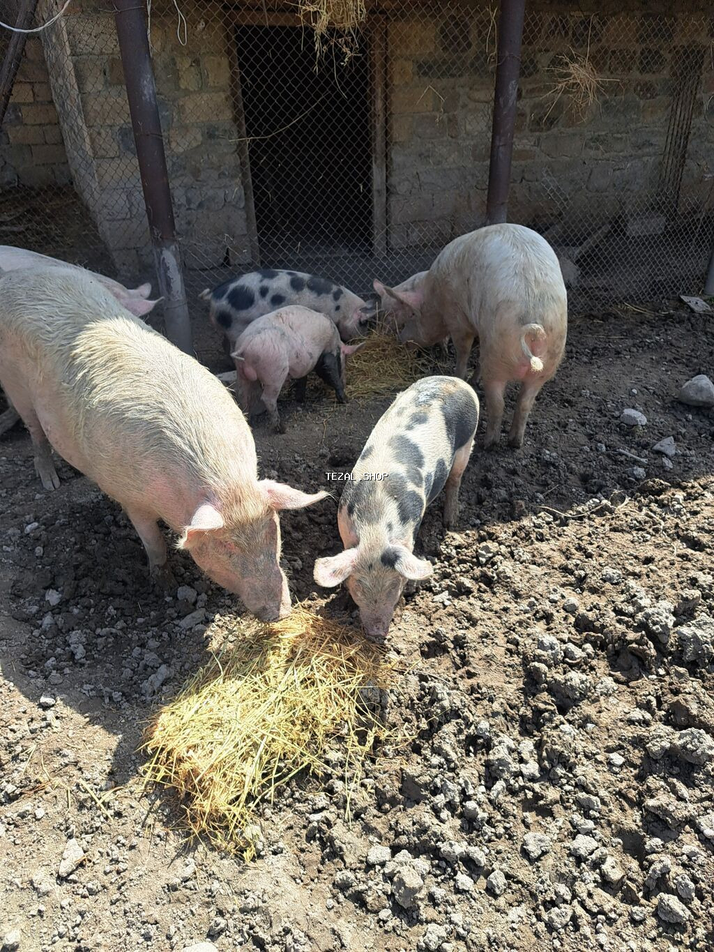 Məhsul: Donuzlar (böyüklər və balalar) Təsvir: - Şəkillərdə - şəkil 2