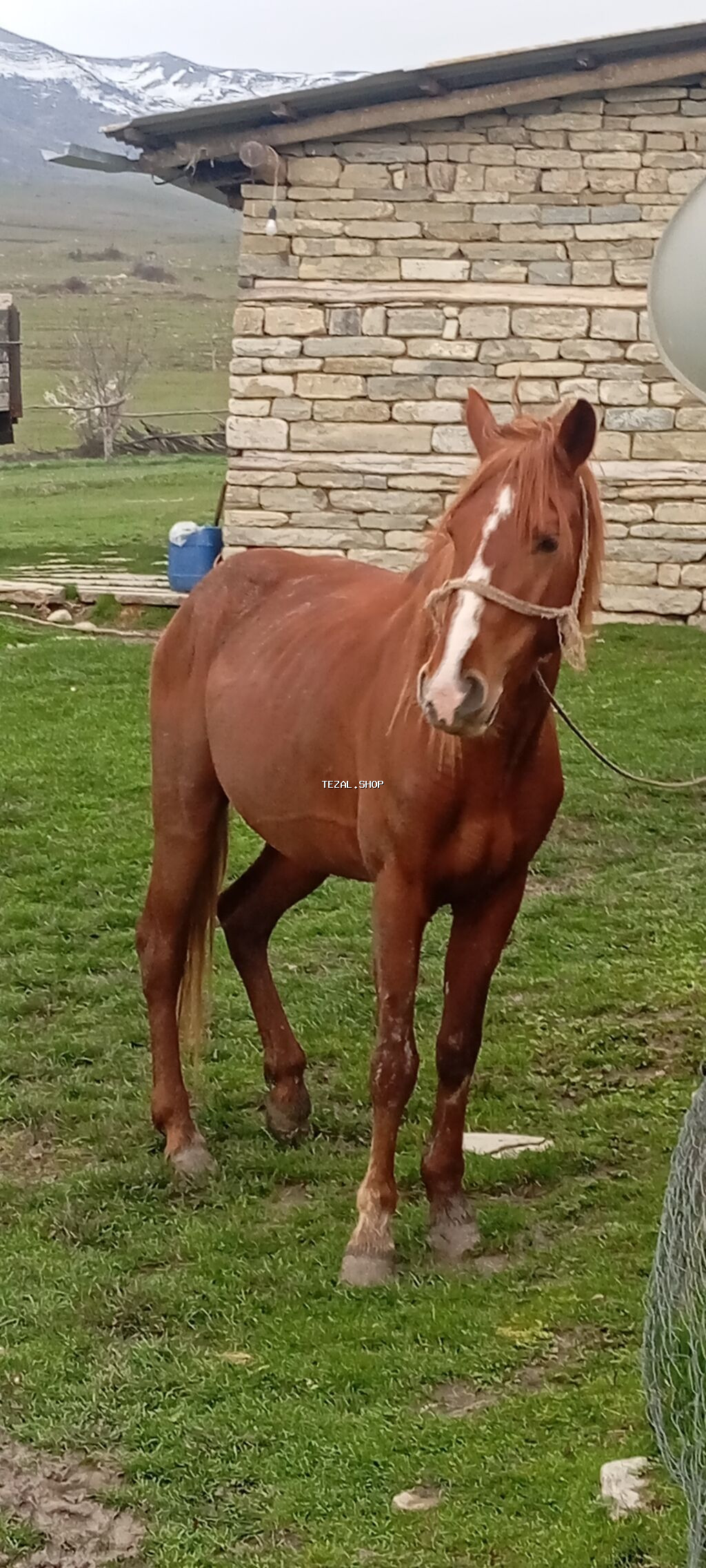 Erkək, il: 4, Ünvandan götürmə