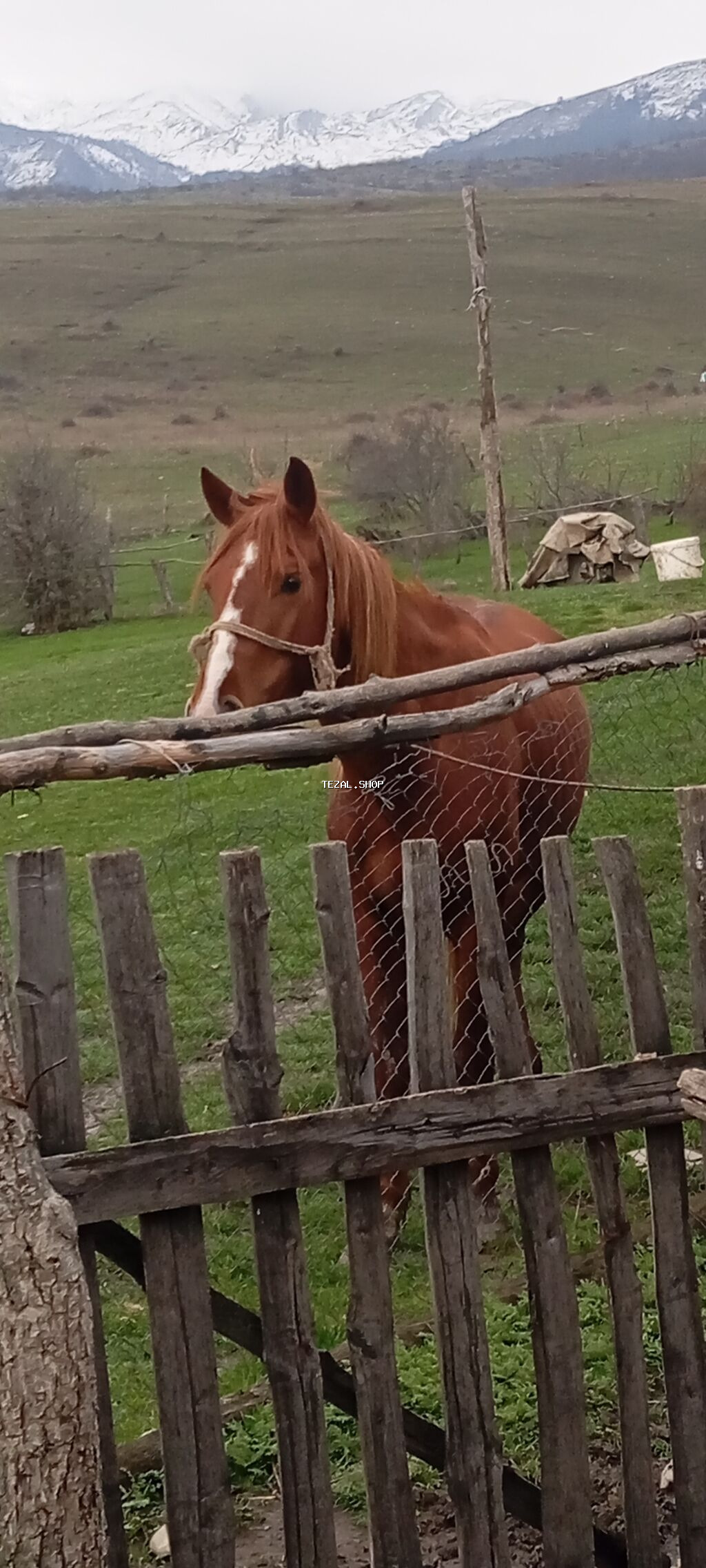 Erkək, il: 4, Ünvandan götürmə - şəkil 2