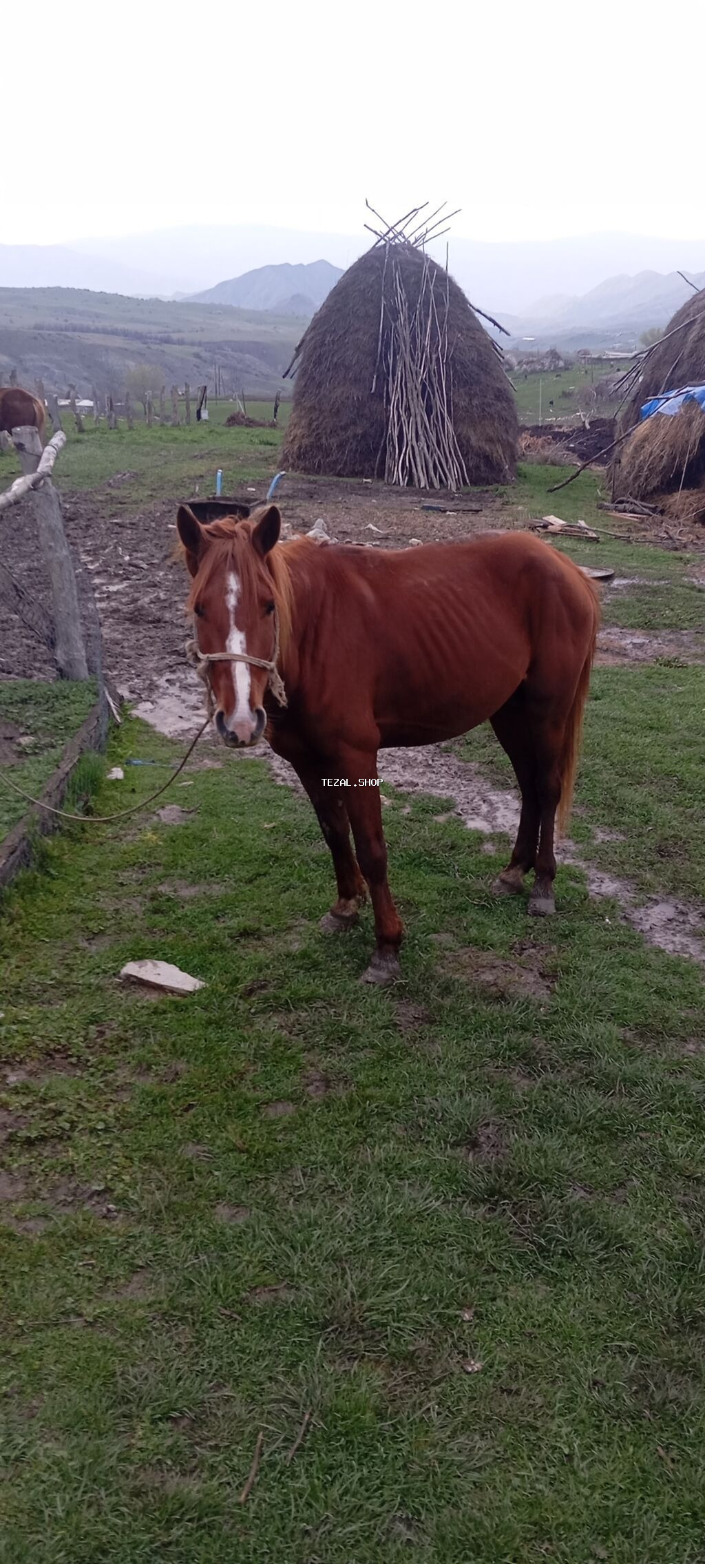 Erkək, il: 4, Ünvandan götürmə - şəkil 3