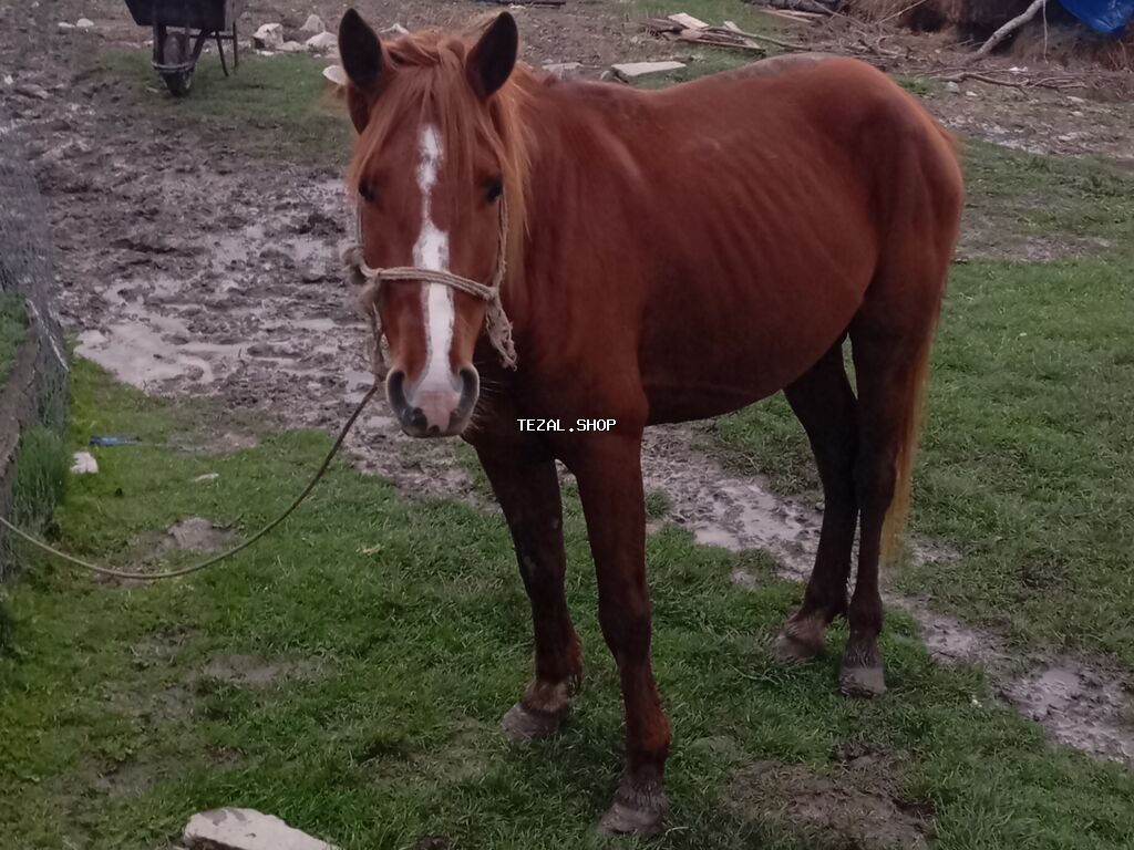Erkək, il: 4, Ünvandan götürmə - şəkil 4