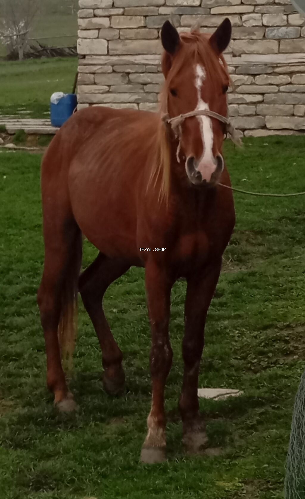 Erkək, il: 4, Ünvandan götürmə - şəkil 5