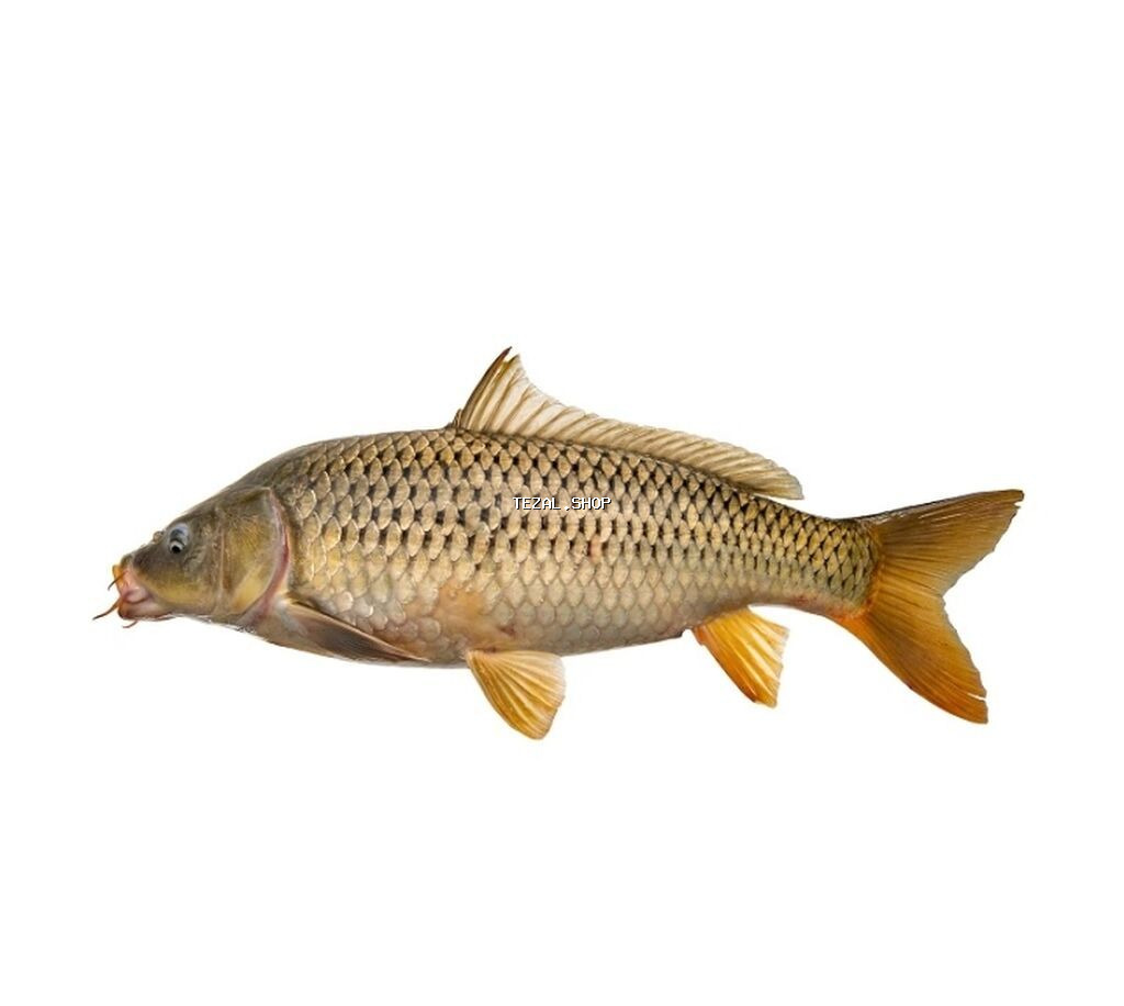 Torpaq qurdu soxulcan 50 ədədi 5 manat balıq tutmaq üçün ən yaxşı yem