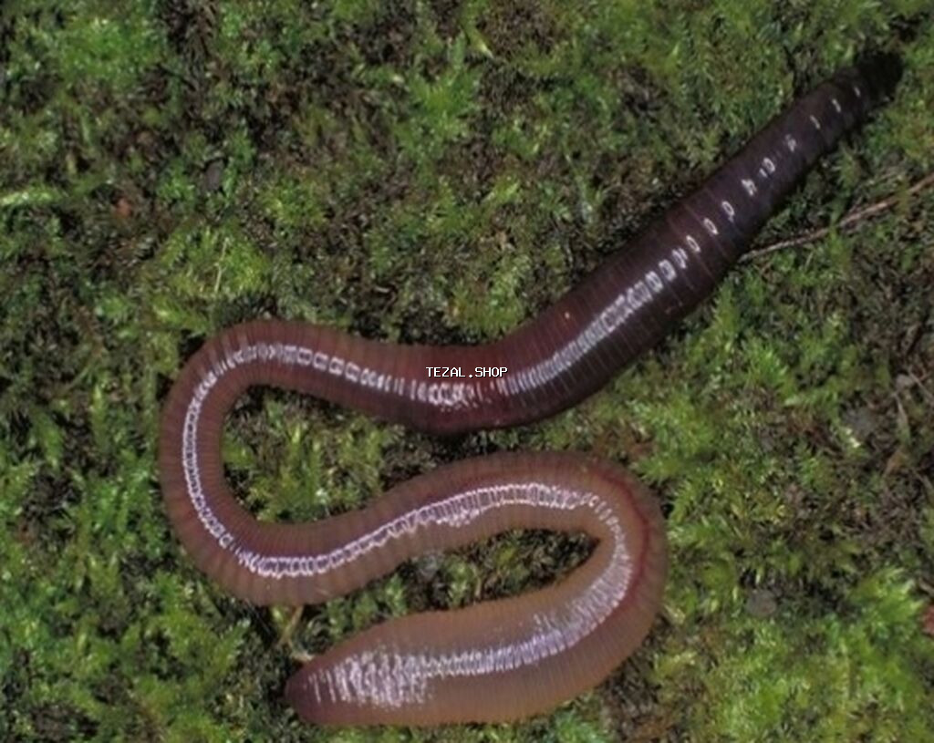 Torpaq qurdu soxulcan 50 ədədi 5 manat balıq tutmaq üçün ən yaxşı yem - şəkil 2