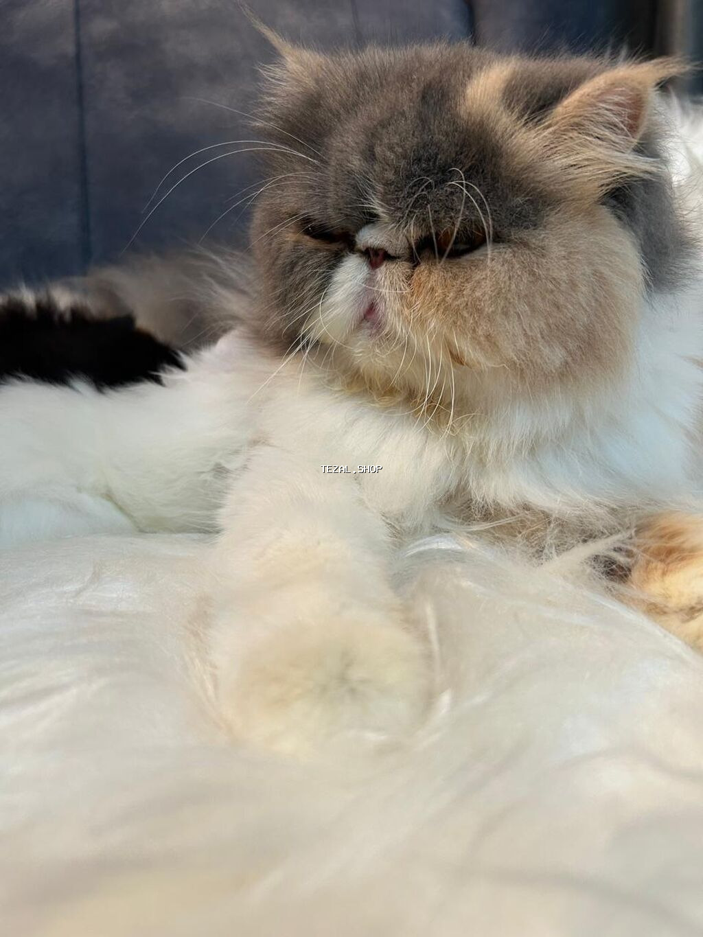 Fars, Dişi, Yaxşı əllərə, Ünvandan götürmə