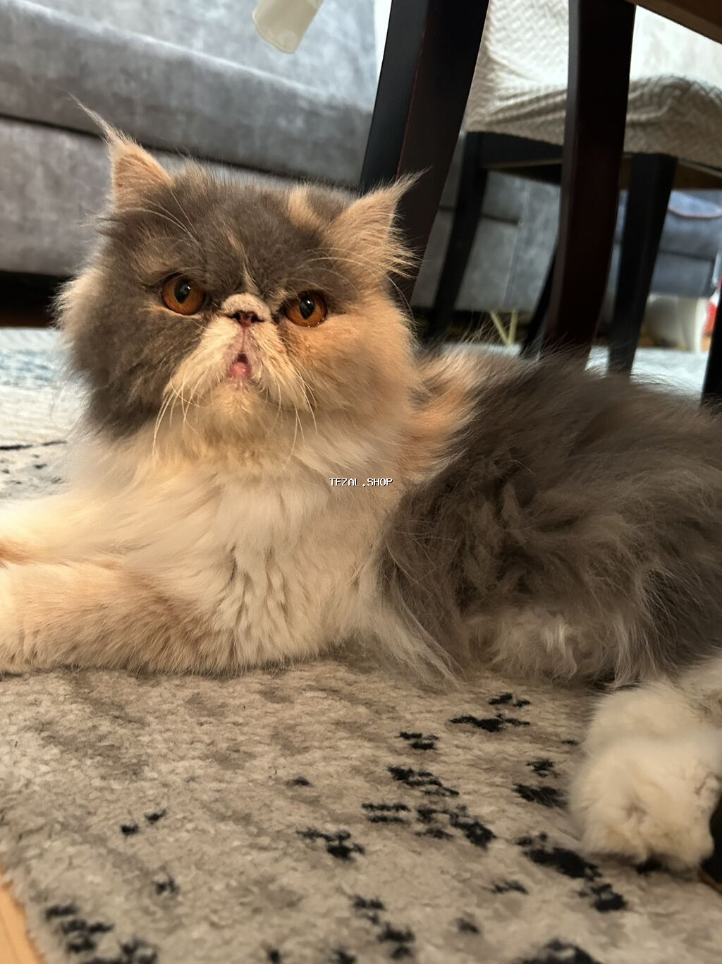 Fars, Dişi, Yaxşı əllərə, Ünvandan götürmə - şəkil 2