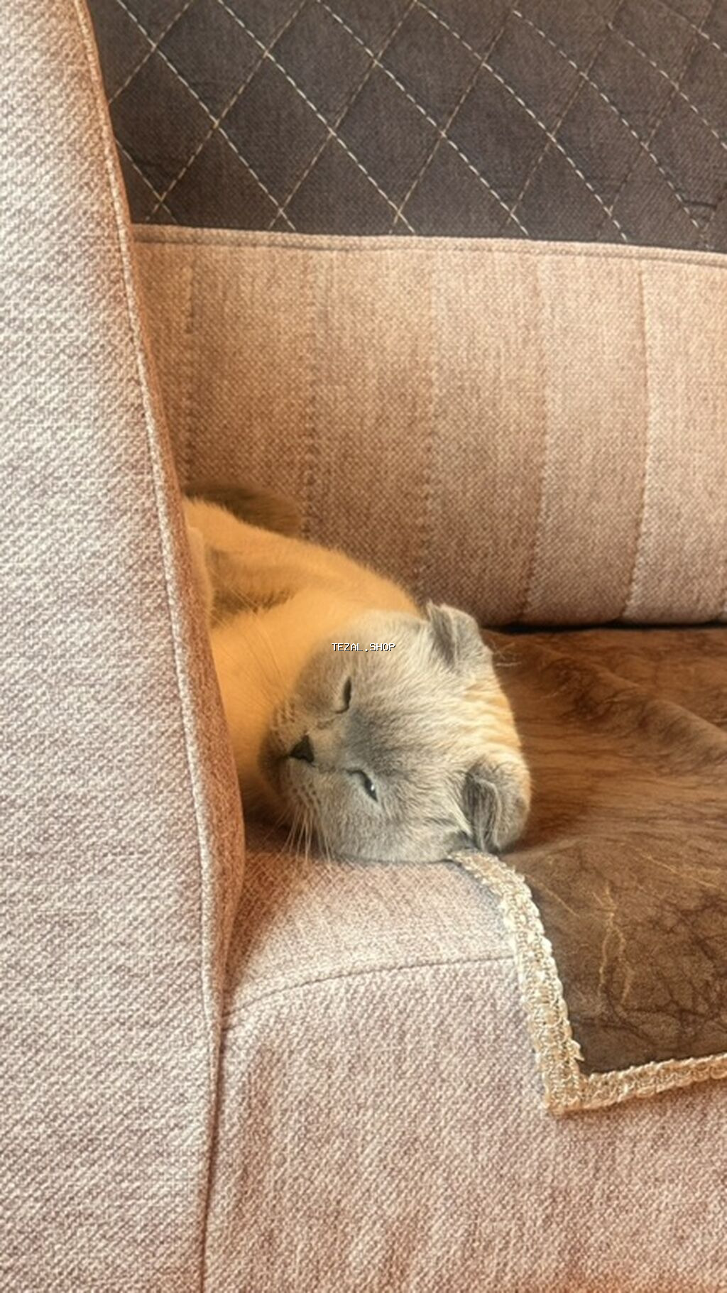 Şotland yastı qulaq, Dişi